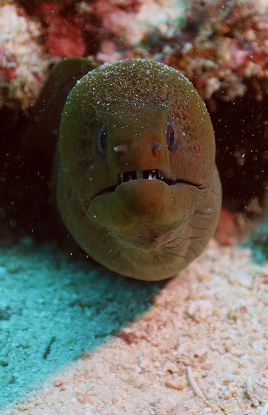 Sipadan_2015_Murene Javanaise_Gymnothorax javanicus_IMG_2358_rc.jpg